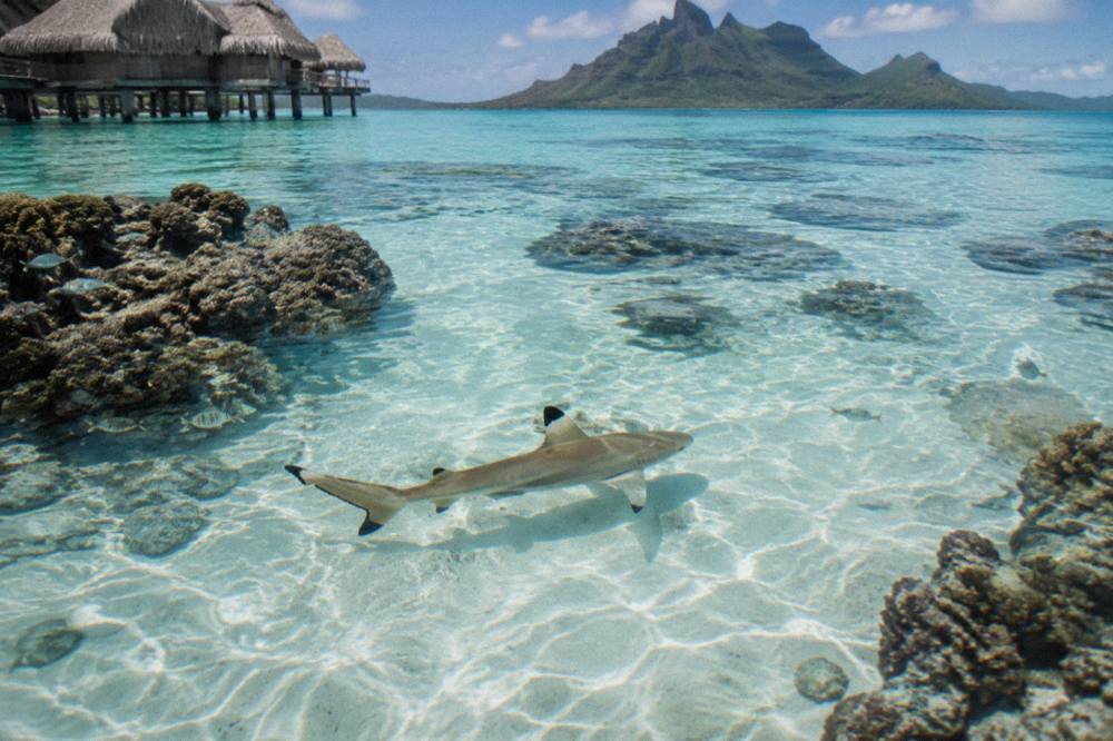 A blacktip reef shark swimming over a shallow sandy lagoon bottom