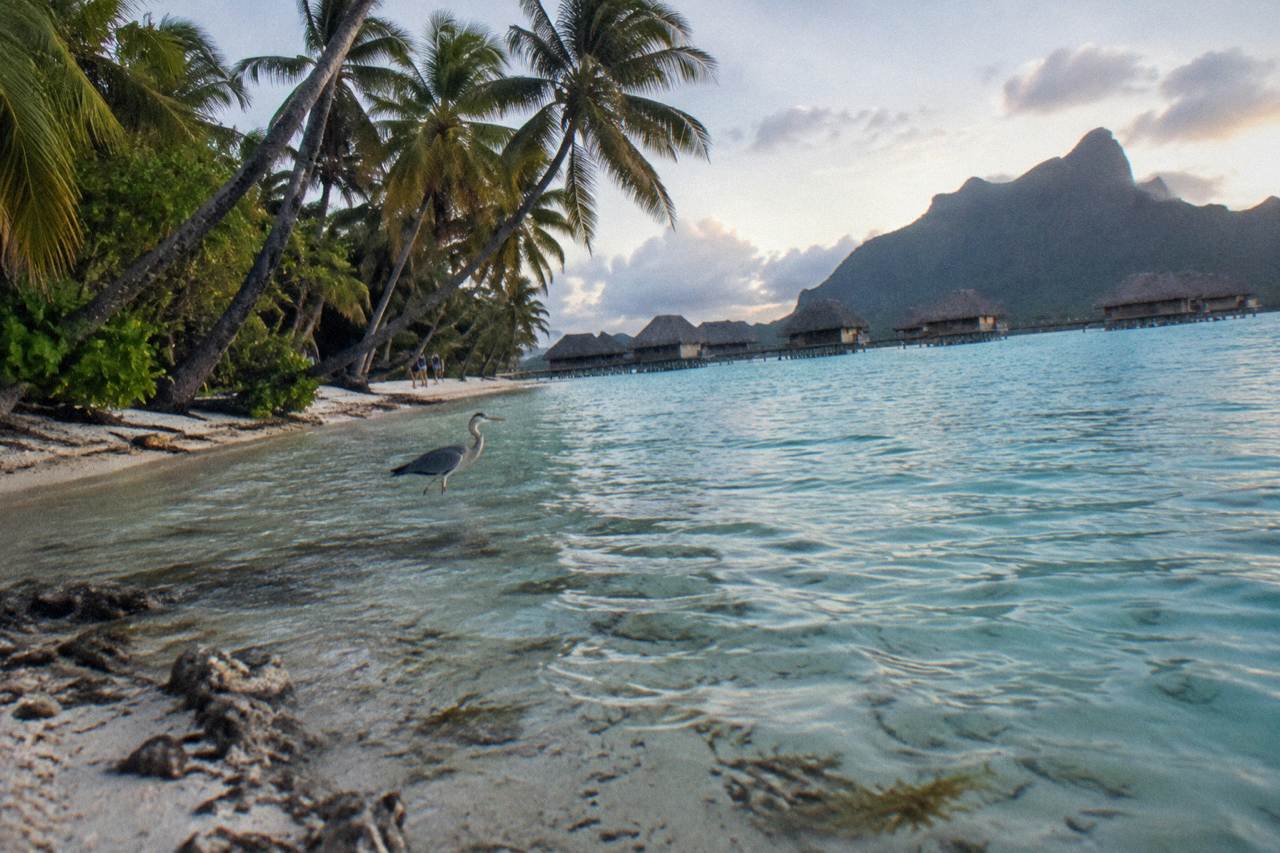 Calm turquoise lagoon water along a palm lined tropical shoreline