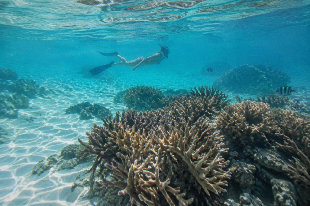 Snorkeler floating above a shallow coral garden in clear turquoise water
