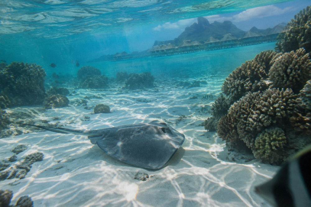 Underwater view of a ray gliding over pale sand near coral heads
