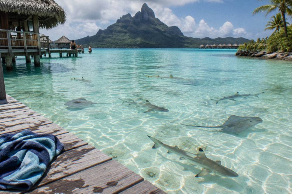Blacktip reef sharks and stingrays swimming in shallow clear lagoon water