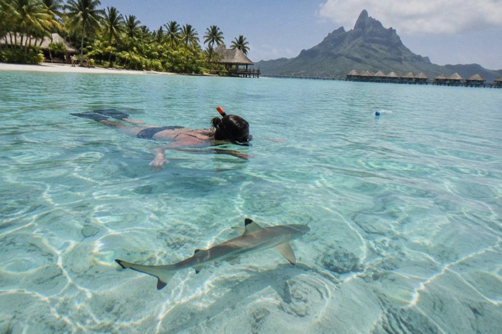 A snorkeler floating calmly above a small blacktip reef shark in clear shallow water