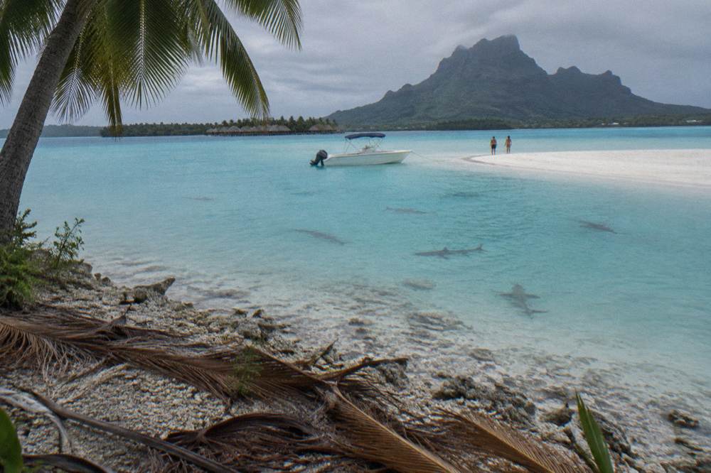 A small boat anchored beside a shallow sandbar where dark shark shapes circle in clear turquoise water