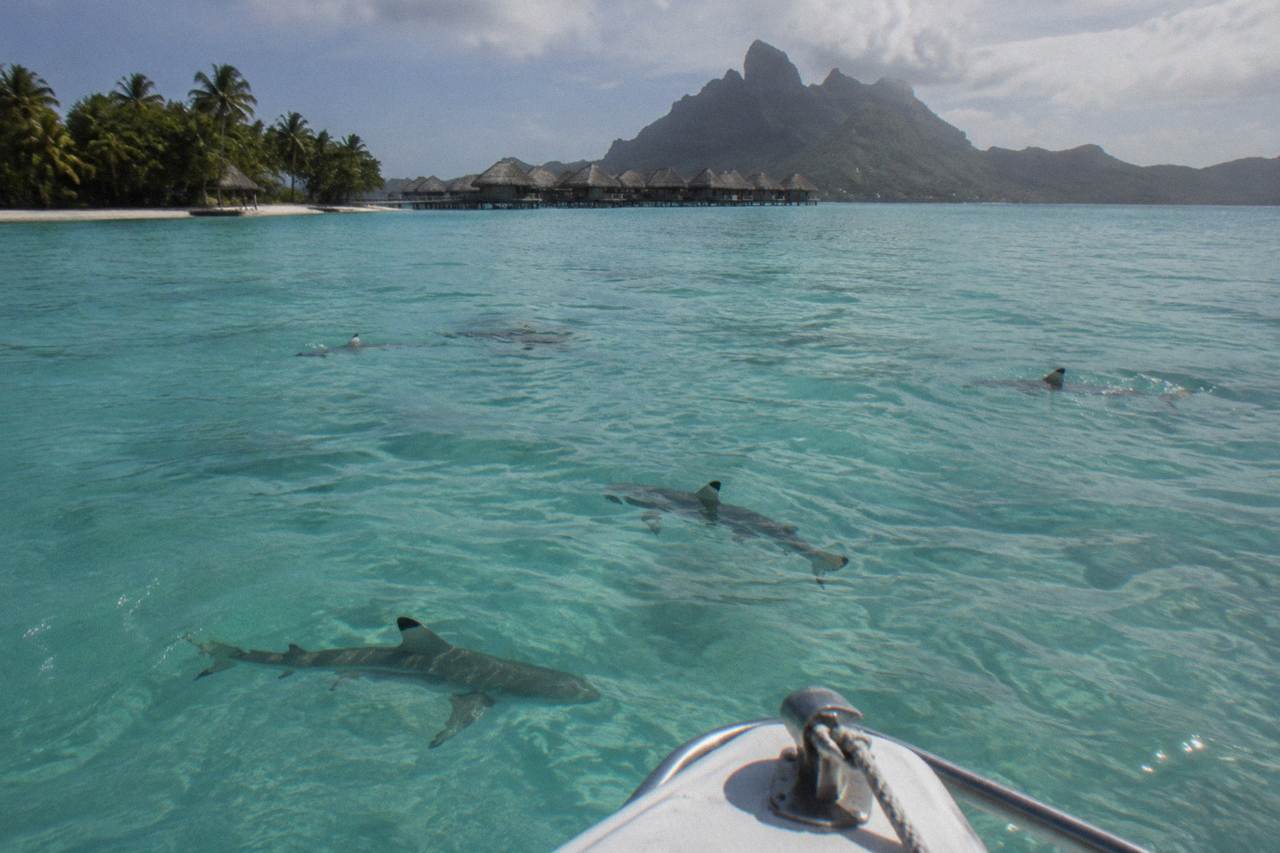 Blacktip reef sharks swimming over pale sand in turquoise lagoon shallows