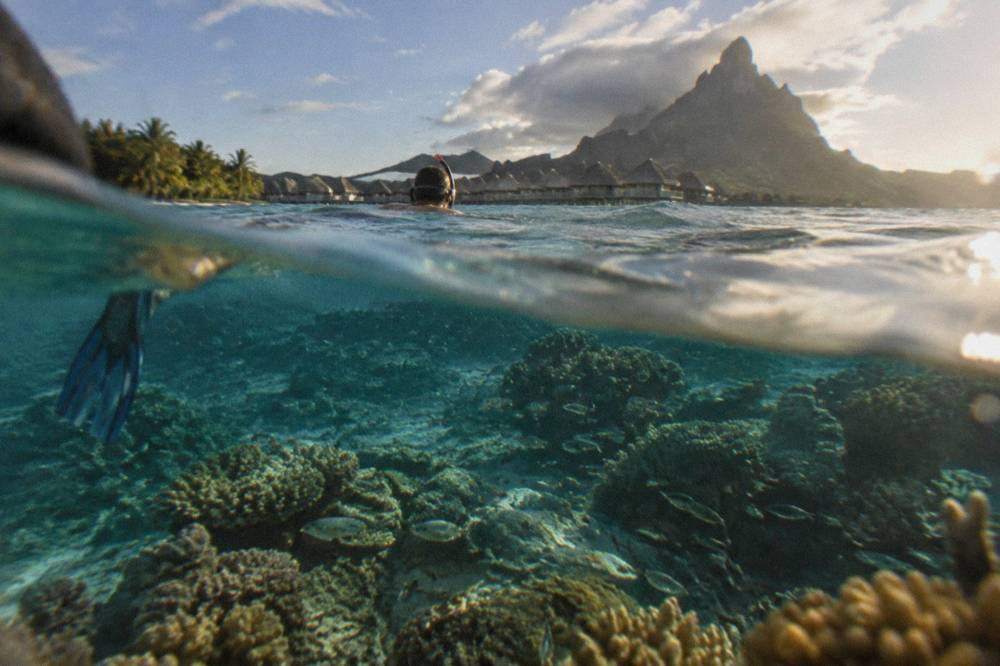 Snorkeler floating above a dense coral garden with schools of small reef fish