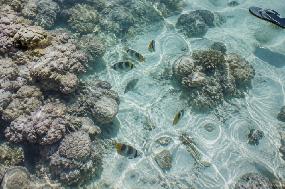 Pale coral heads and reef fish in clear turquoise lagoon water seen from above