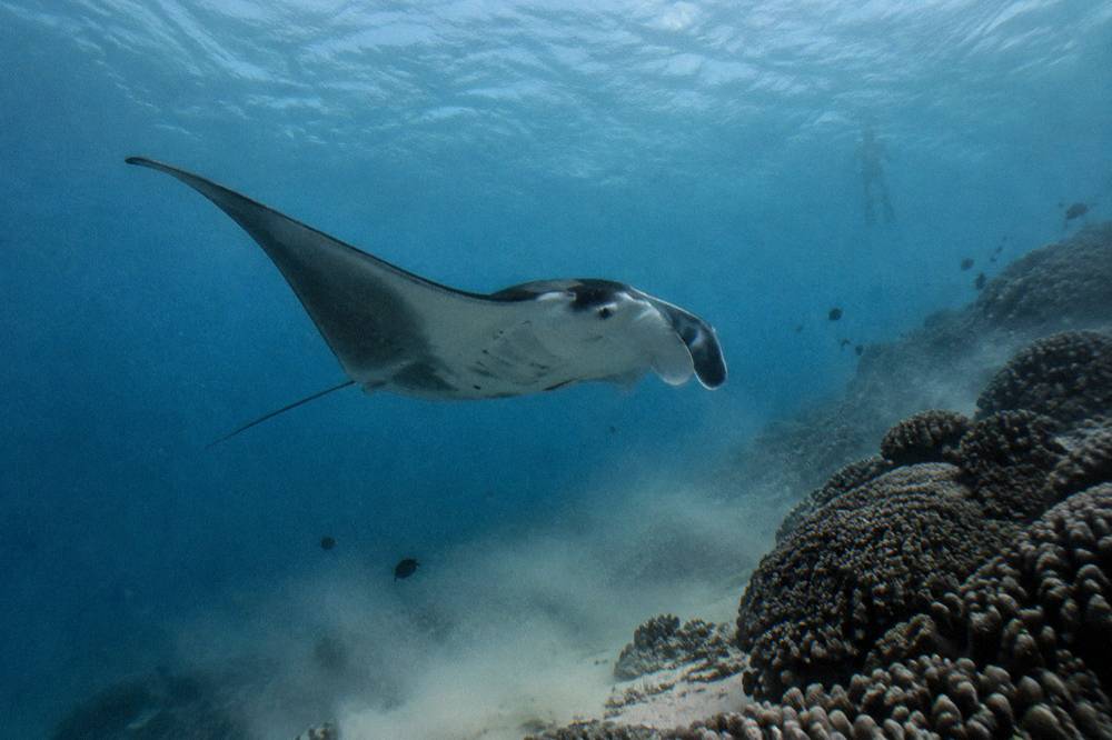 Manta ray gliding beneath the surface of the lagoon near a reef slope