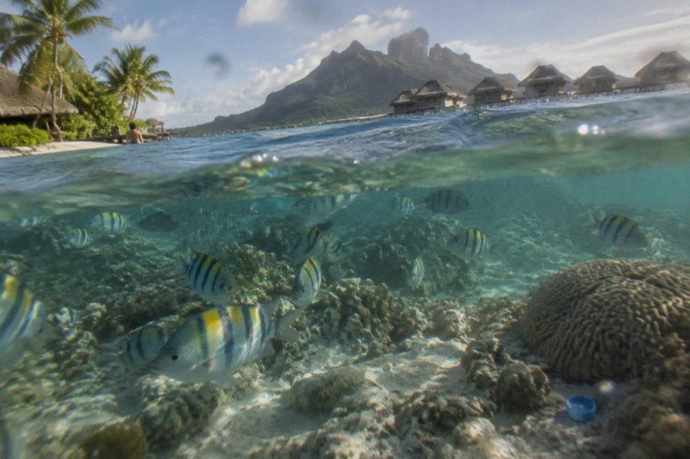 Clear shallow lagoon water over a coral garden with tropical fish visible near the surface
