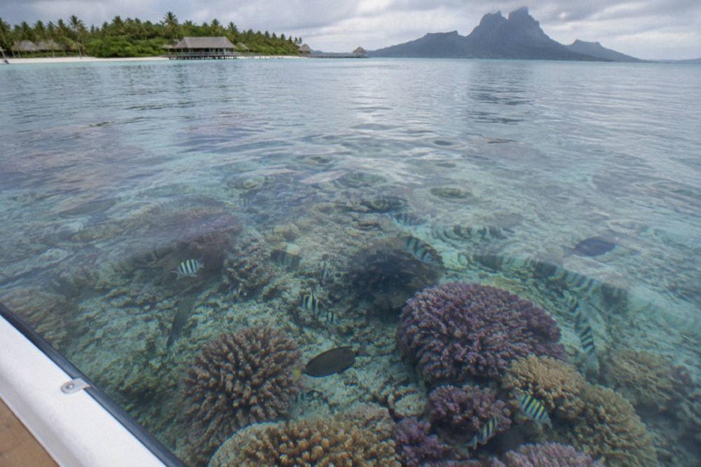 Reef fish swimming over healthy coral in clear lagoon water seen from above