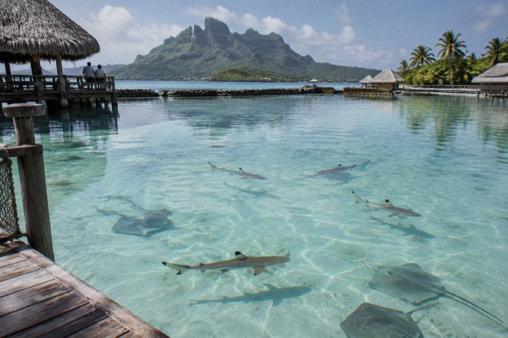 Blacktip reef sharks and rays in clear shallow lagoon water over pale sand
