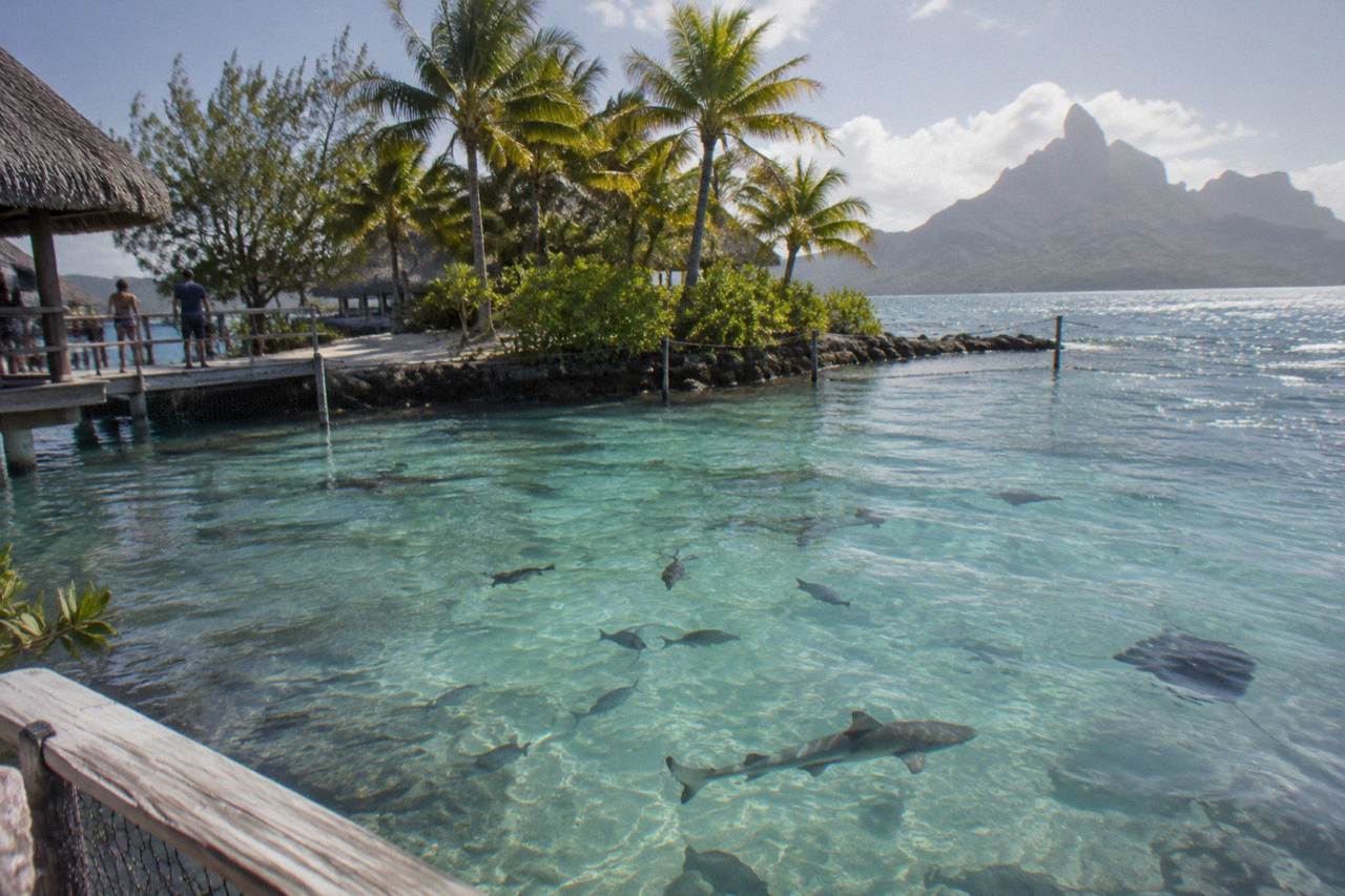 Shallow turquoise lagoon water around a small palm covered motu in Bora Bora