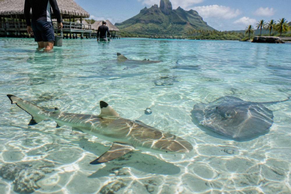 Blacktip reef sharks and stingrays in shallow sandy lagoon water