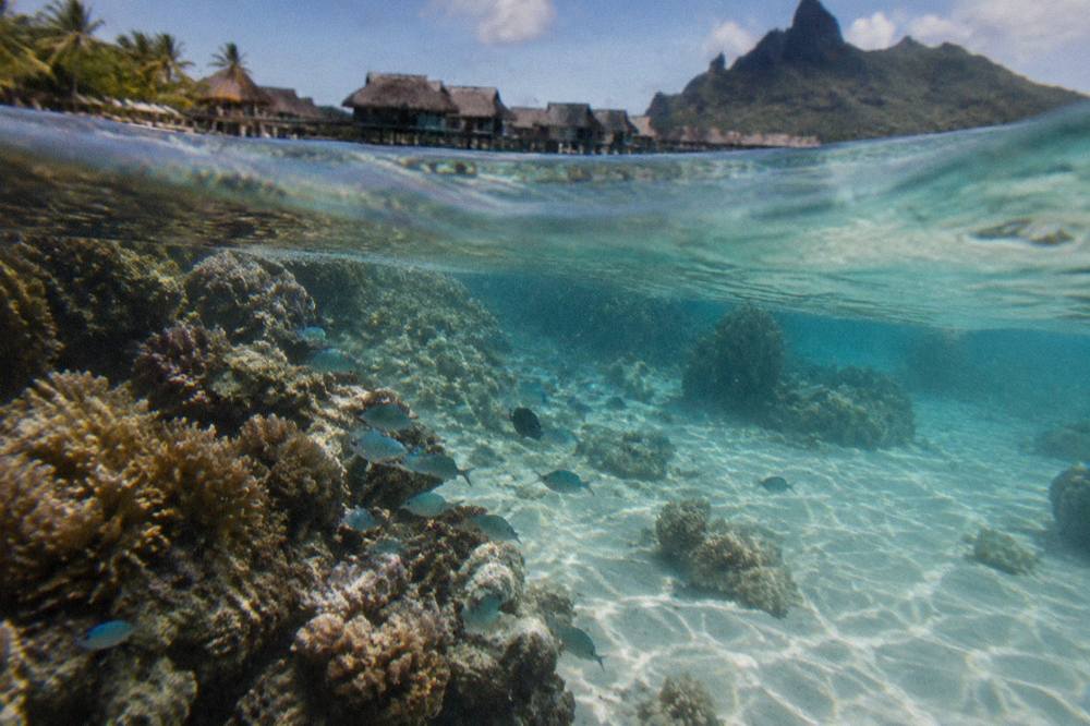 Shallow clear lagoon water over pale sand near a coral head