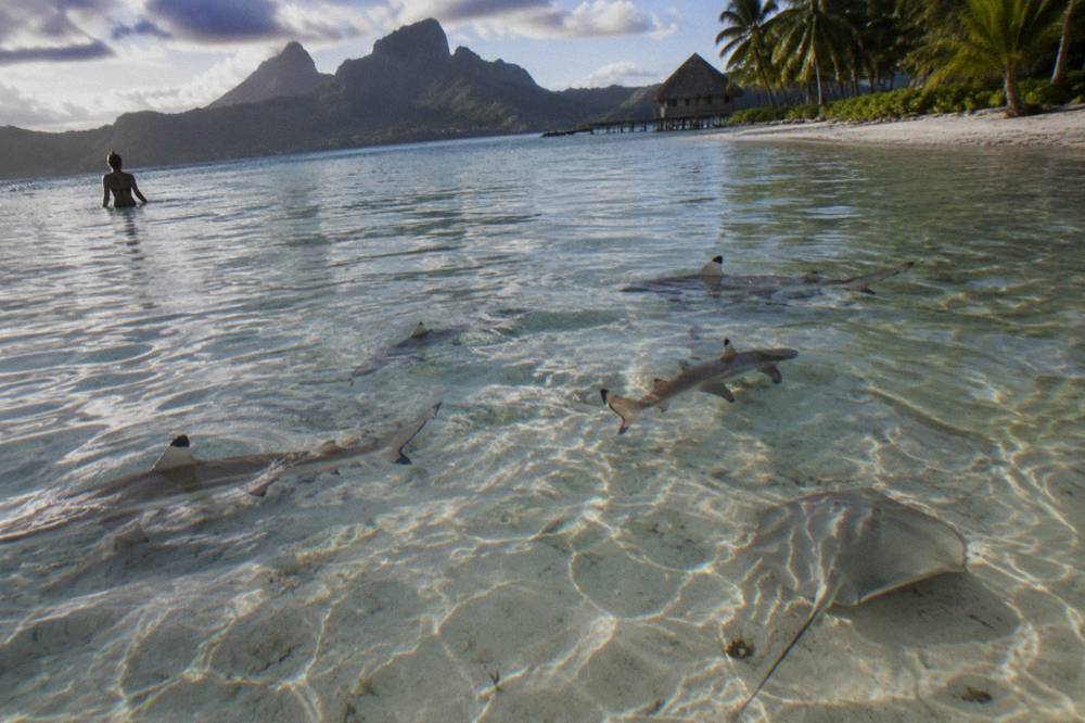 Blacktip reef sharks swimming over shallow lagoon sand