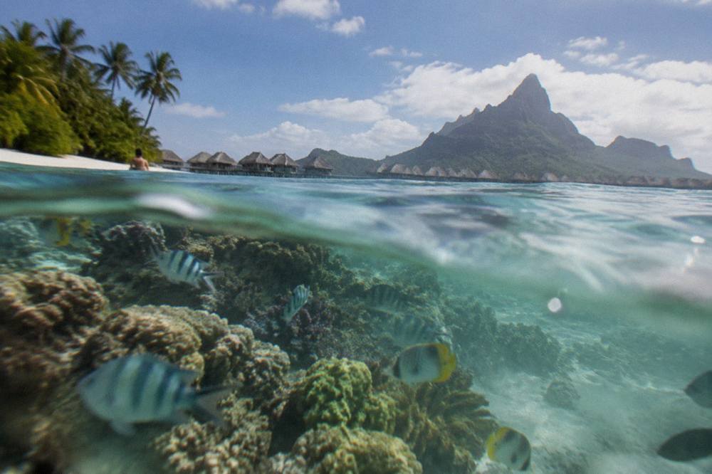Coral heads and reef fish in clear shallow lagoon water beside a motu shoreline