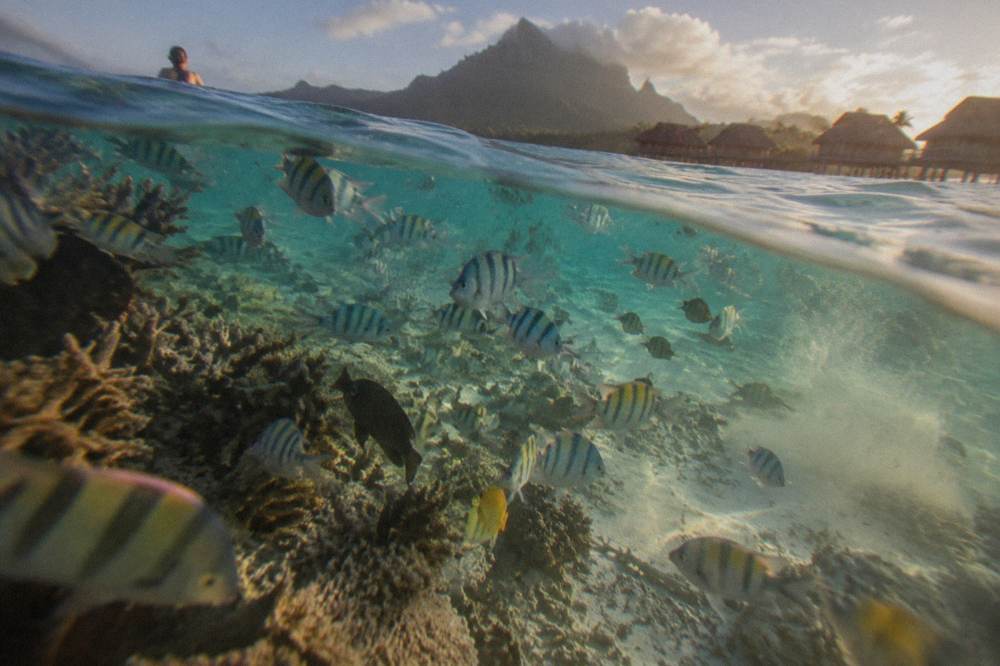 Reef fish schooling over a shallow coral channel in turquoise lagoon water