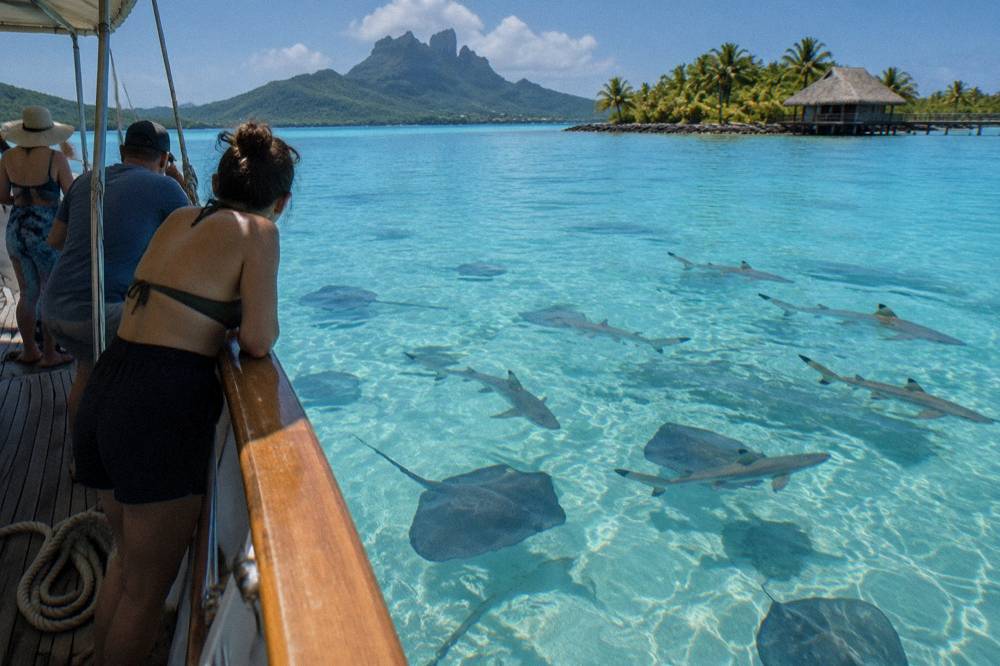 Guests on a boat deck watching rays and sharks in shallow lagoon water