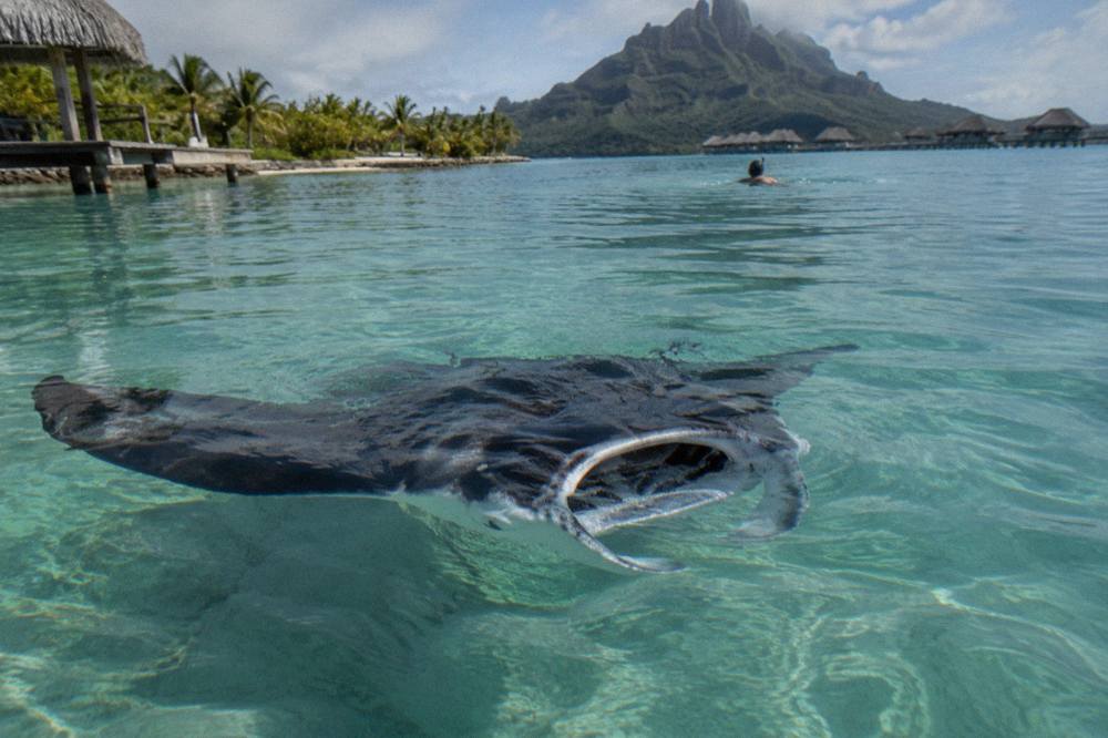 A reef manta ray feeding near the surface above a sandy lagoon channel