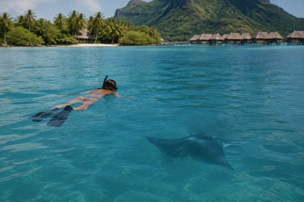 A snorkeler floating flat on the surface while a manta ray passes beneath