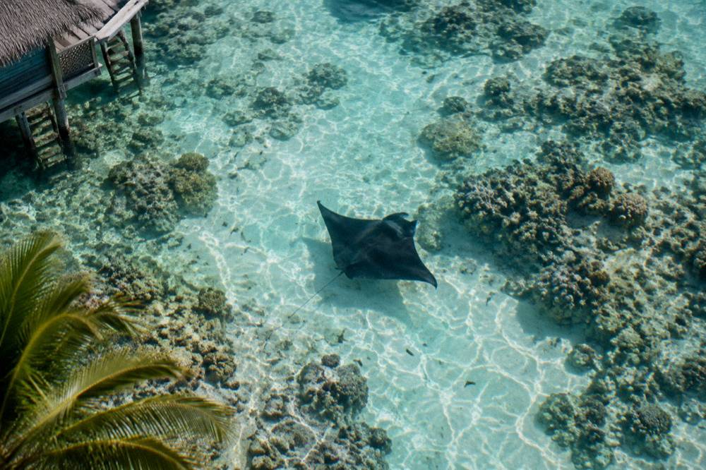 A manta ray seen from above cruising over a shallow coral patch in clear water