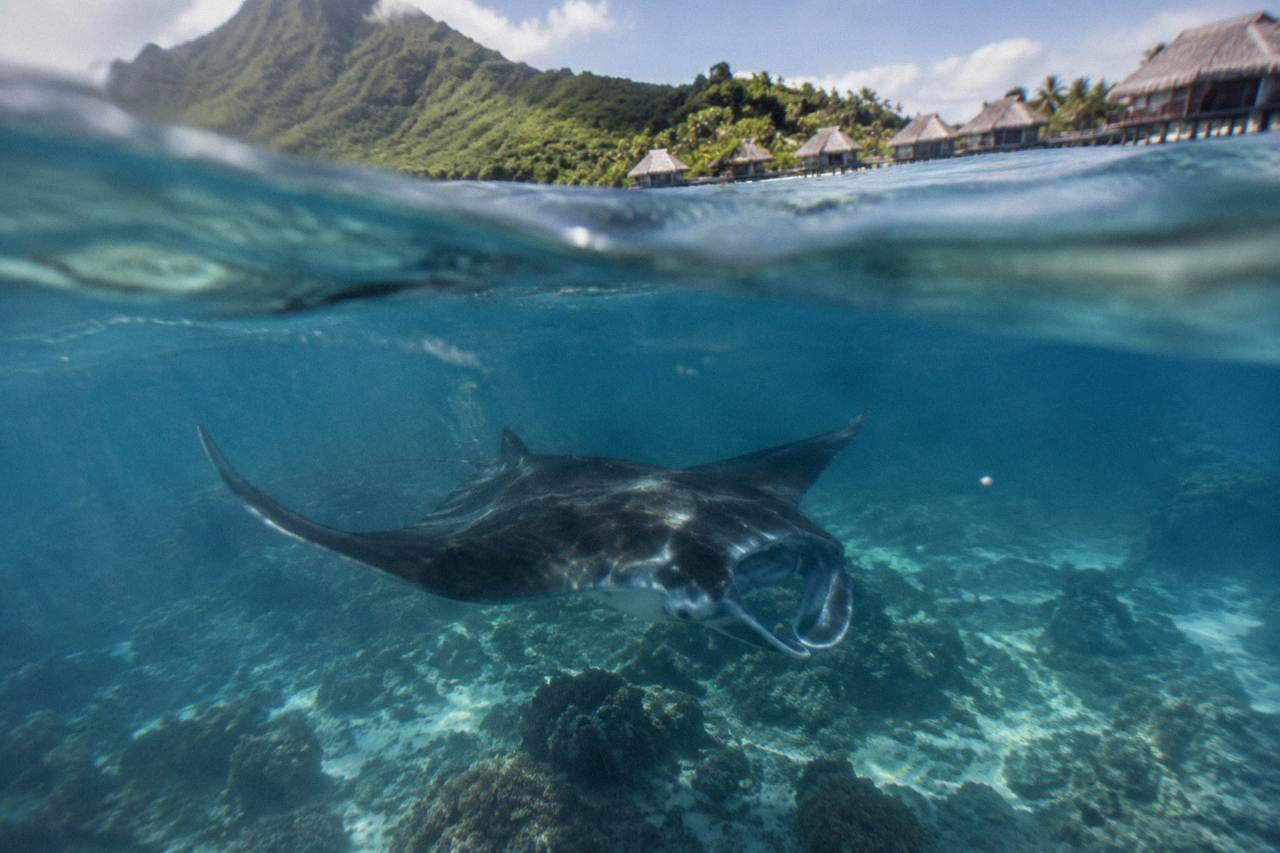A manta ray gliding over a pale coral reef in clear turquoise lagoon water