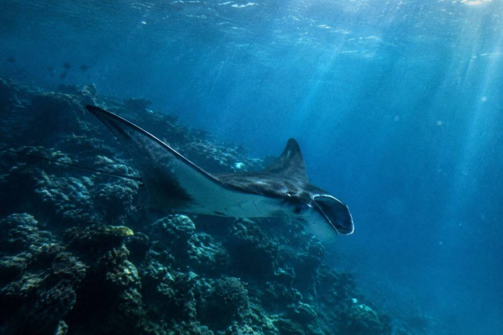 A manta ray gliding beneath the surface of blue lagoon water near a coral slope