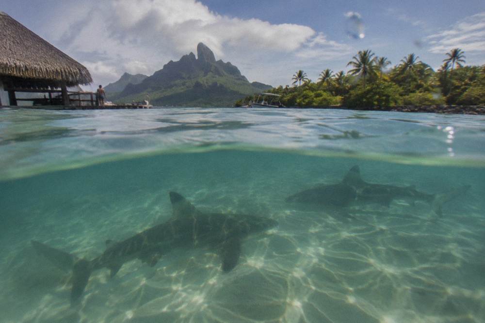 Dark reef shark shapes visible just below clear lagoon water