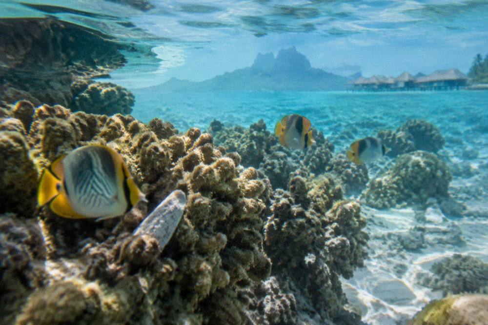 Reef fish swimming over hard coral in clear lagoon light